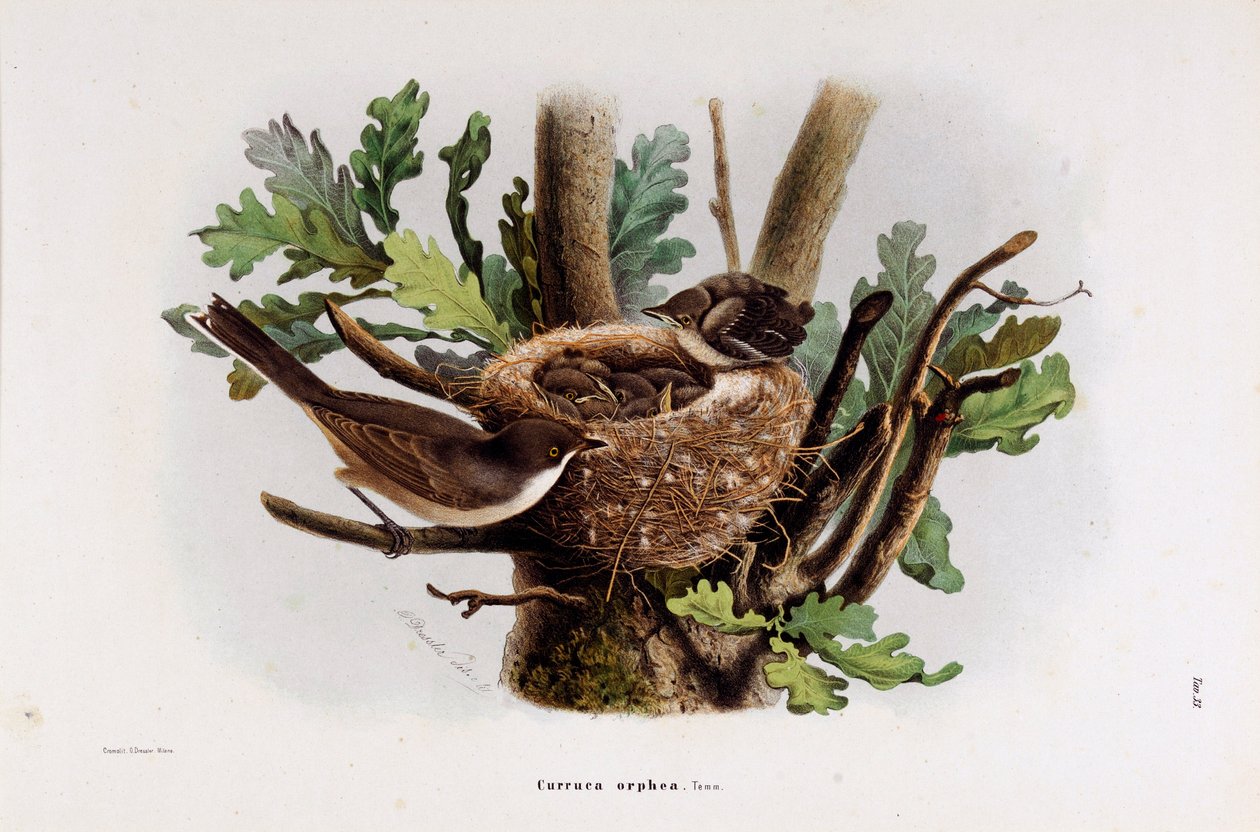 Repræsentation af Falvette Curruca Orphea (Chromolithography af Eugenio and Dressler Oscar  Bettoni