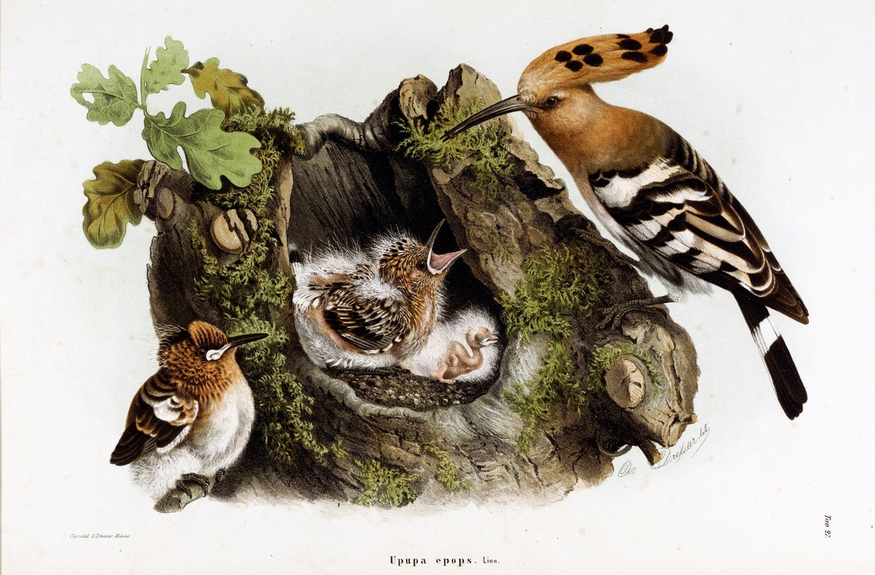 Repræsentation af Huppe fasciee (Upupa epops) (Hoopoe) (Chromolithography af Eugenio and Dressler Oscar  Bettoni
