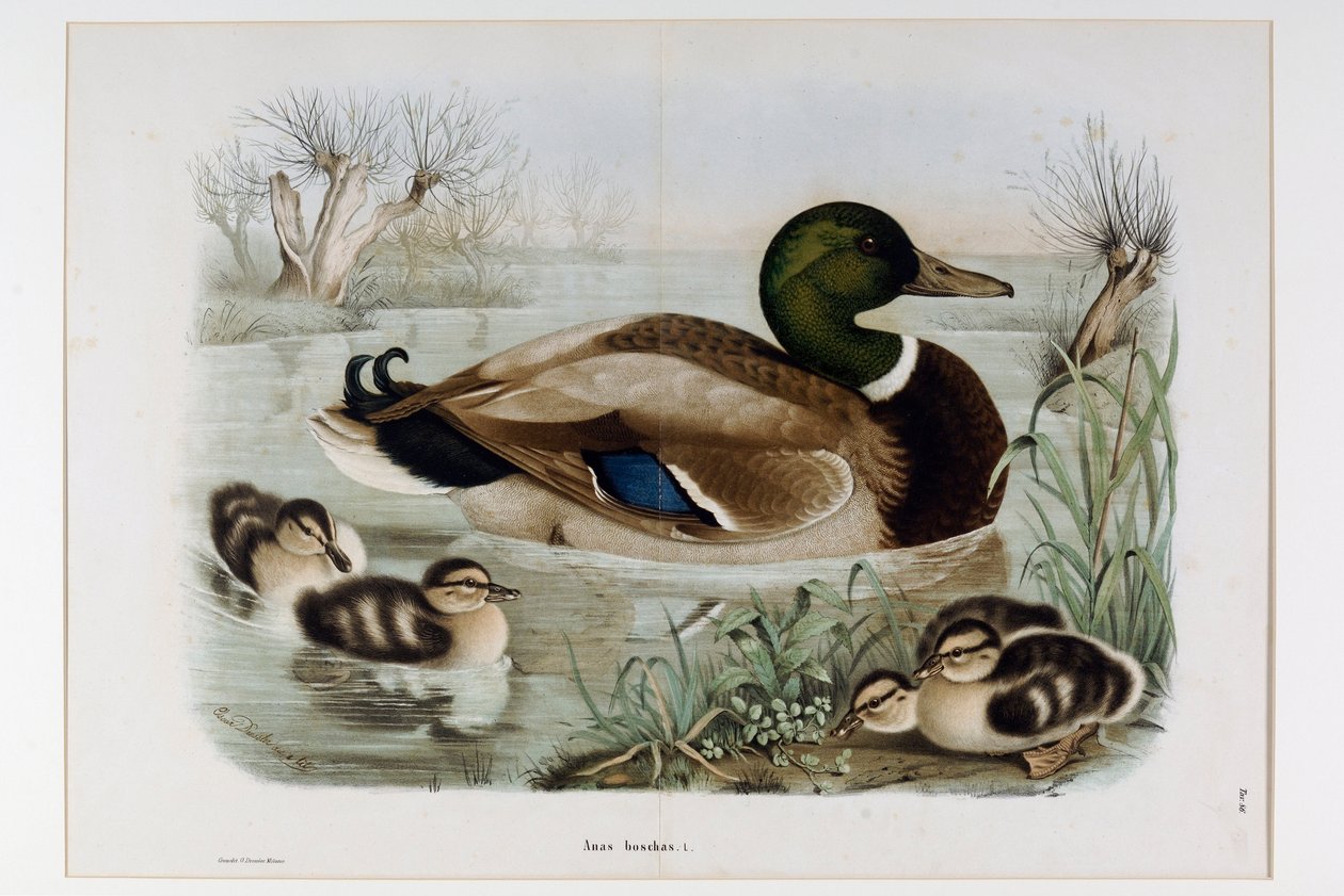 Repræsentation af Mallard Duck (Anas Platyrhynchos), Ou Mallard (Wild Duck) (kromolitografi af Eugenio and Dressler Oscar  Bettoni