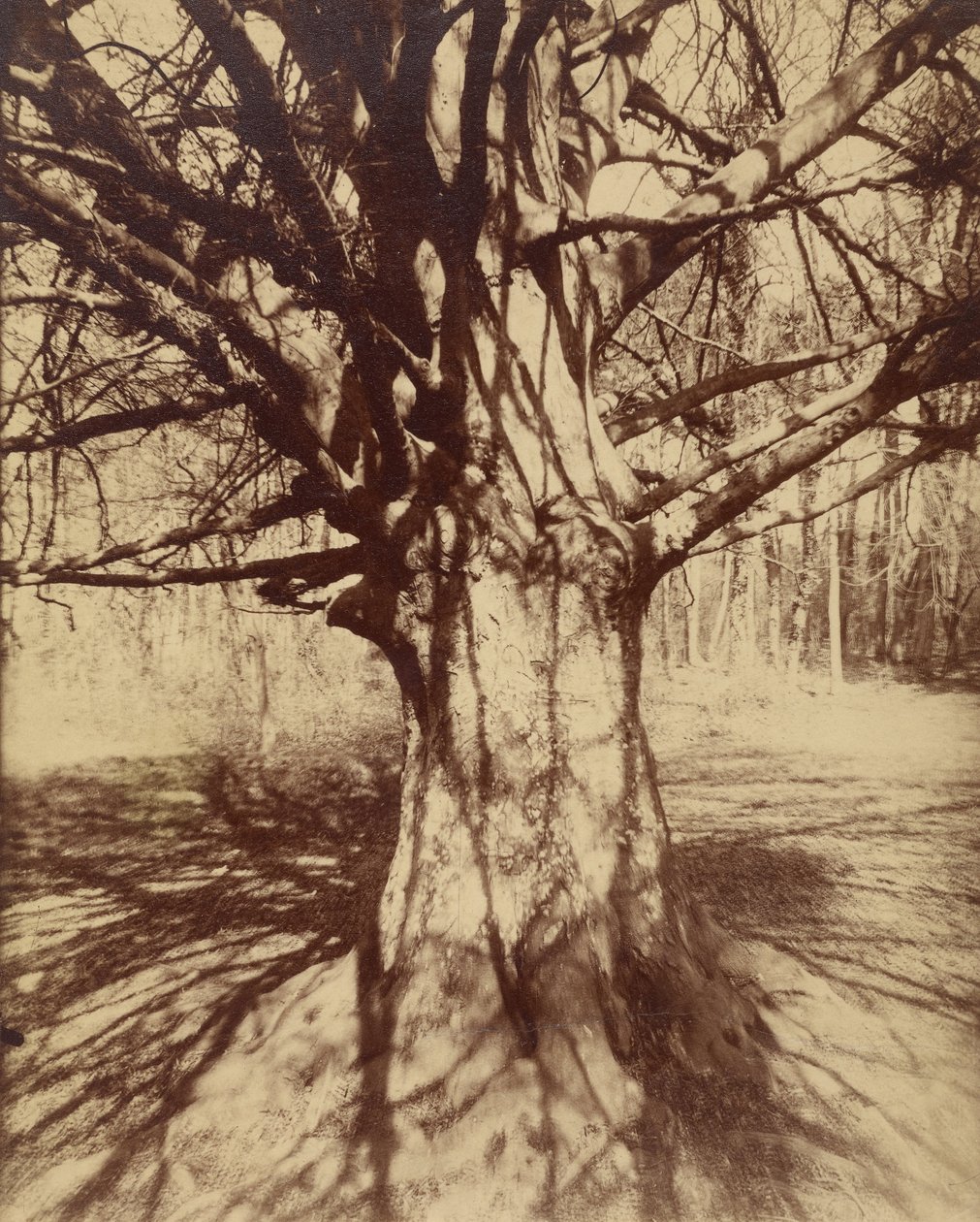 Bøgetræ af Eugène Atget