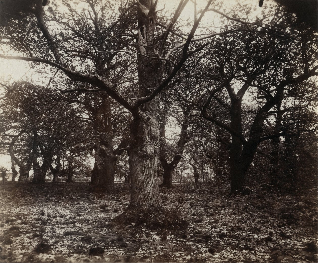 Kastanjetræer af Eugène Atget