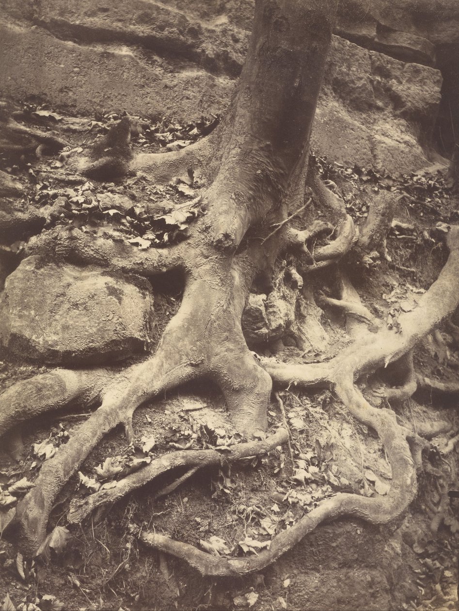 Trærødder, Saint-Cloud af Eugène Atget