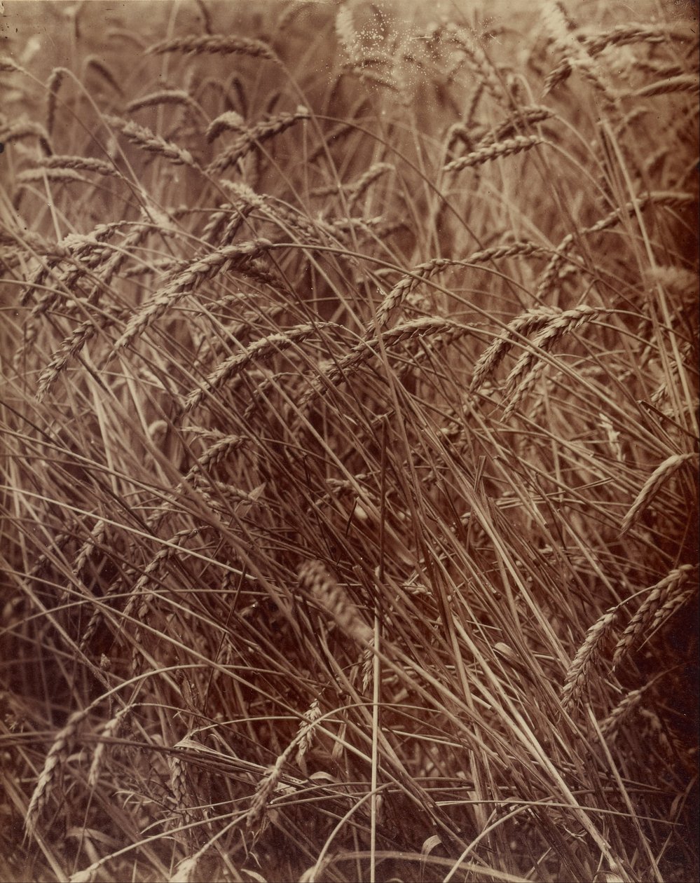 Hvede af Eugène Atget