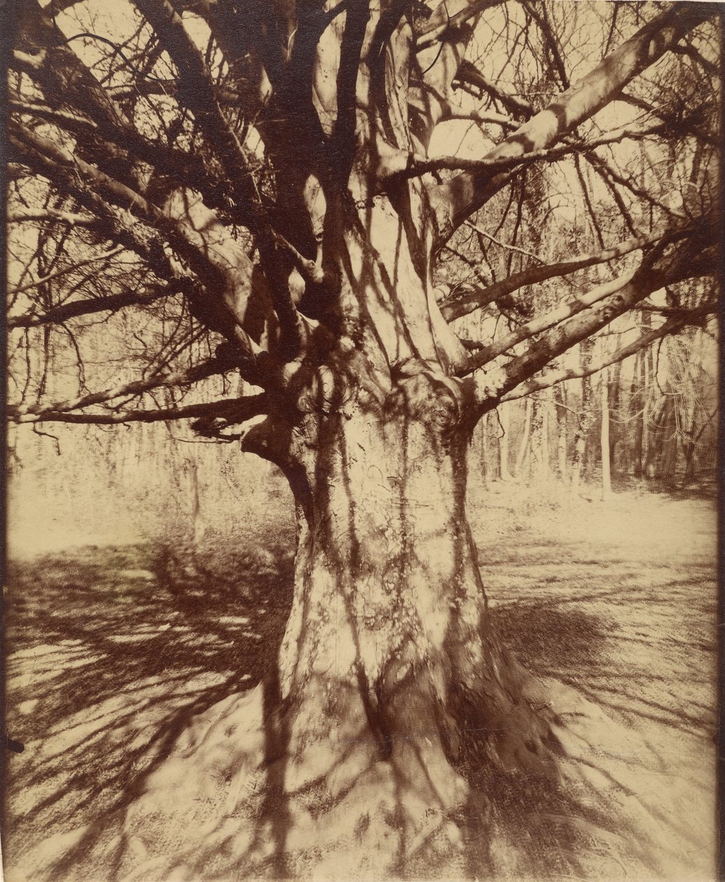 Træ (Garche) Bøg af Eugène Atget