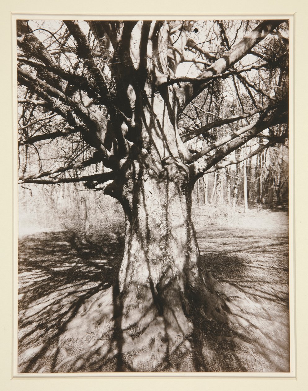 Bøgetræ af Eugène Atget