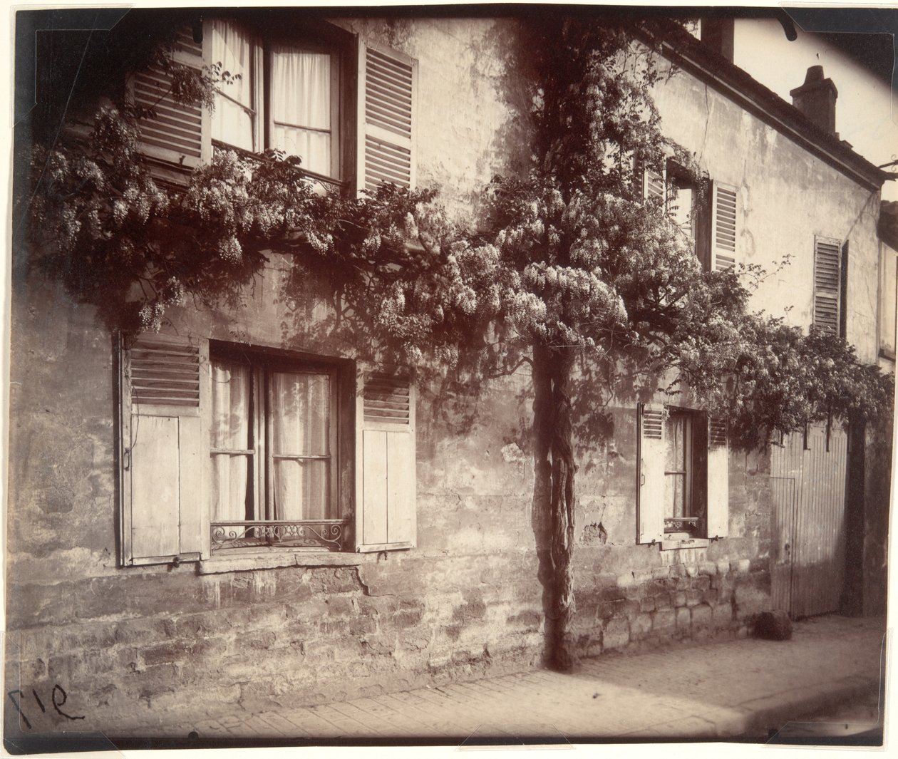 Glycin (Wisteria), Ch?tillon af Eugène Atget