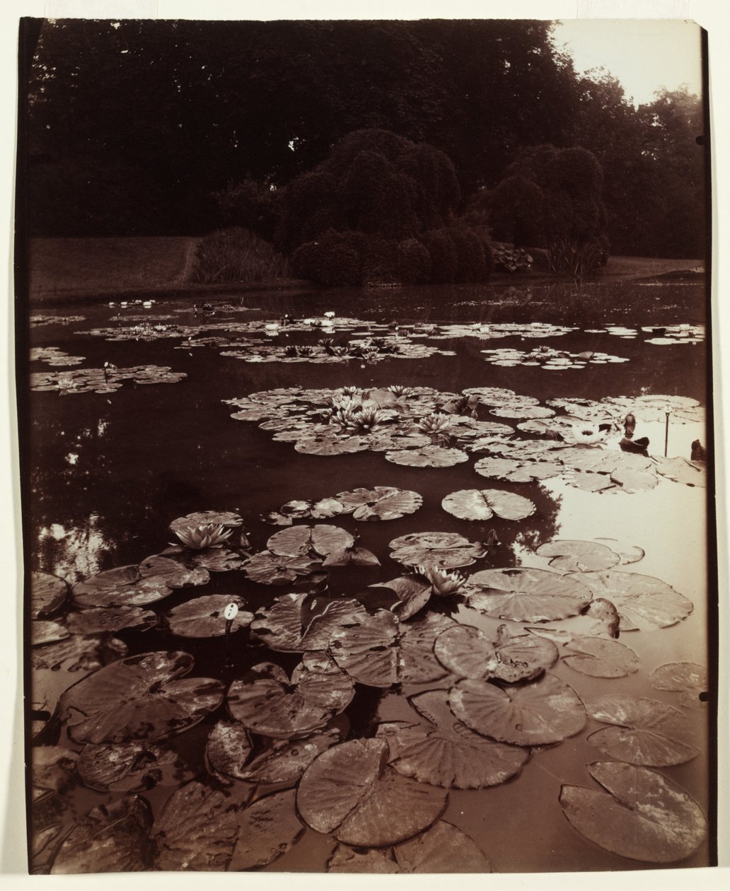 Nymphéa, 1922-1923. af Eugène Atget
