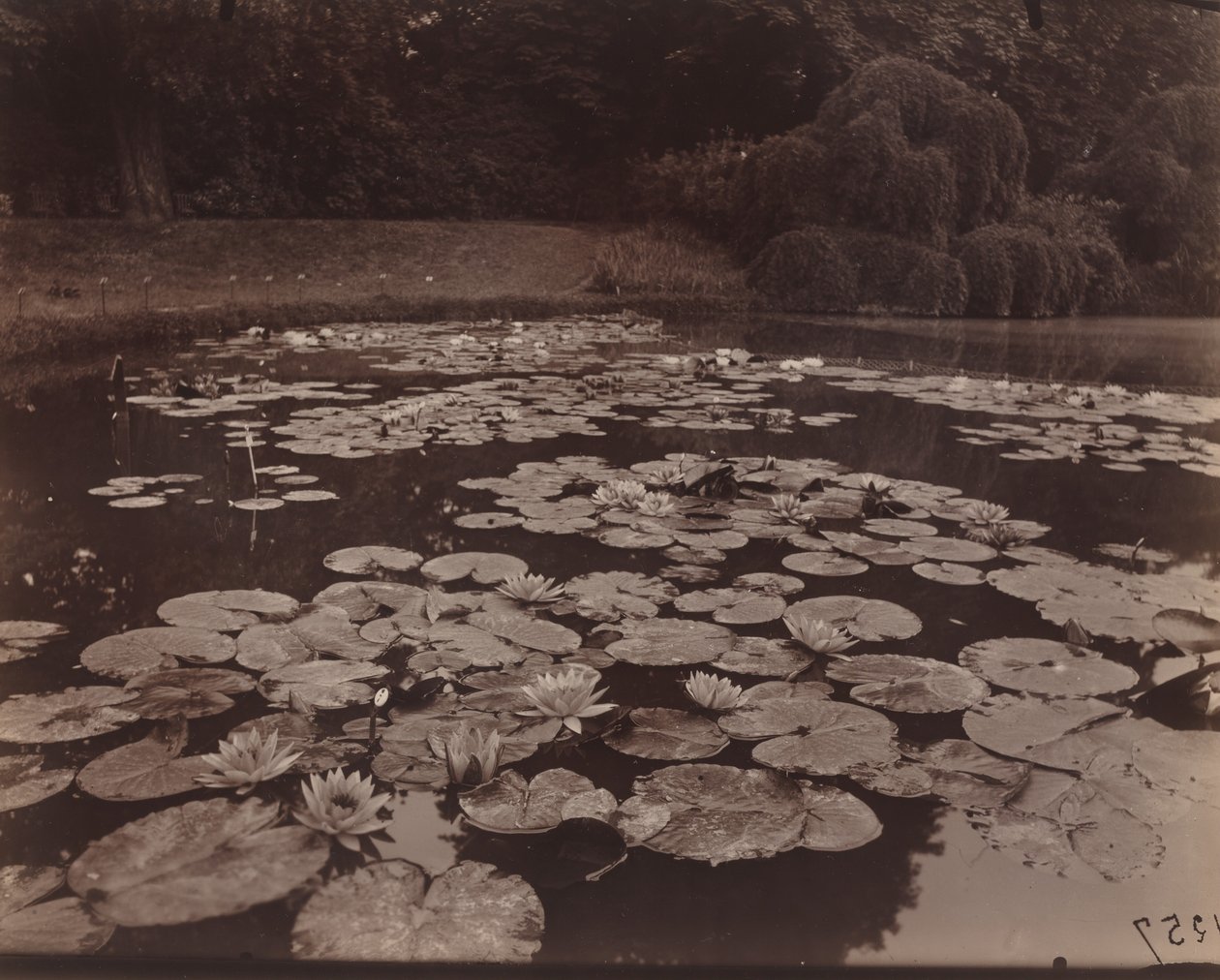 Åkander (Bagatelle) af Eugène Atget