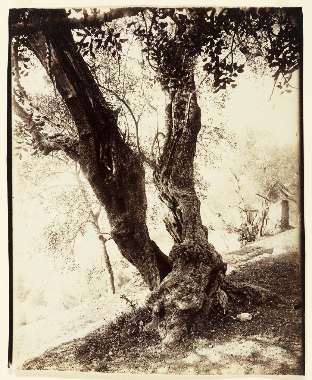 Olivier, Nice, ca. 1900 af Eugène Atget