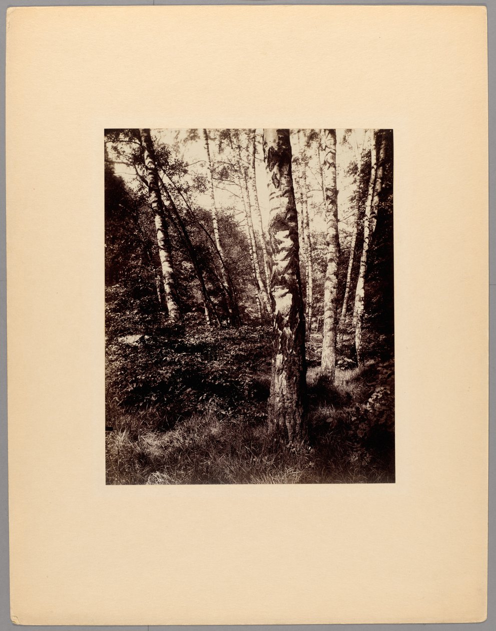 Saint-Cloud Park af Eugène Atget