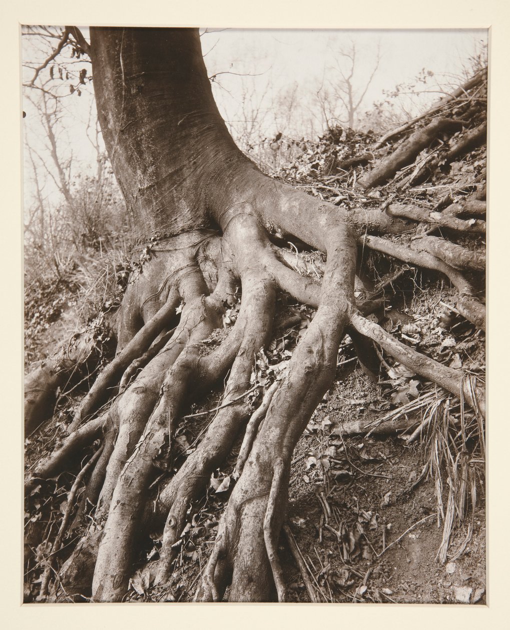 Saint-Cloud af Eugène Atget