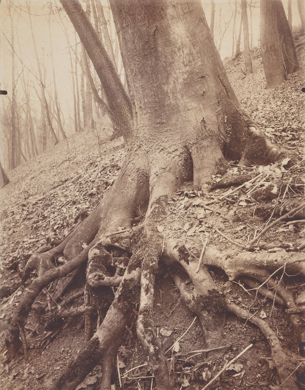 Træer og rødder af Eugène Atget