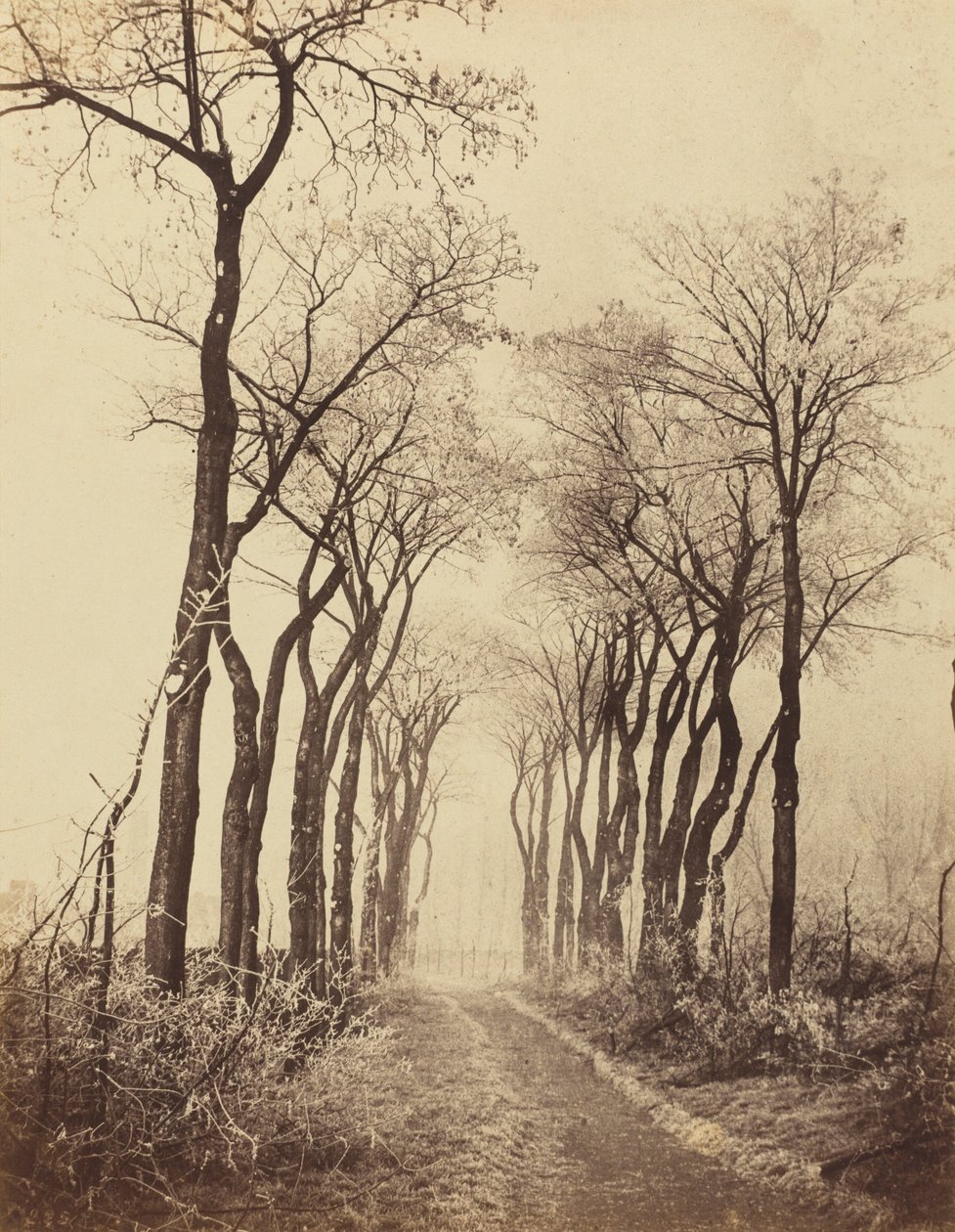 Vej og træer med rimfrost,1860 (foto) af Eugène Cuvelier