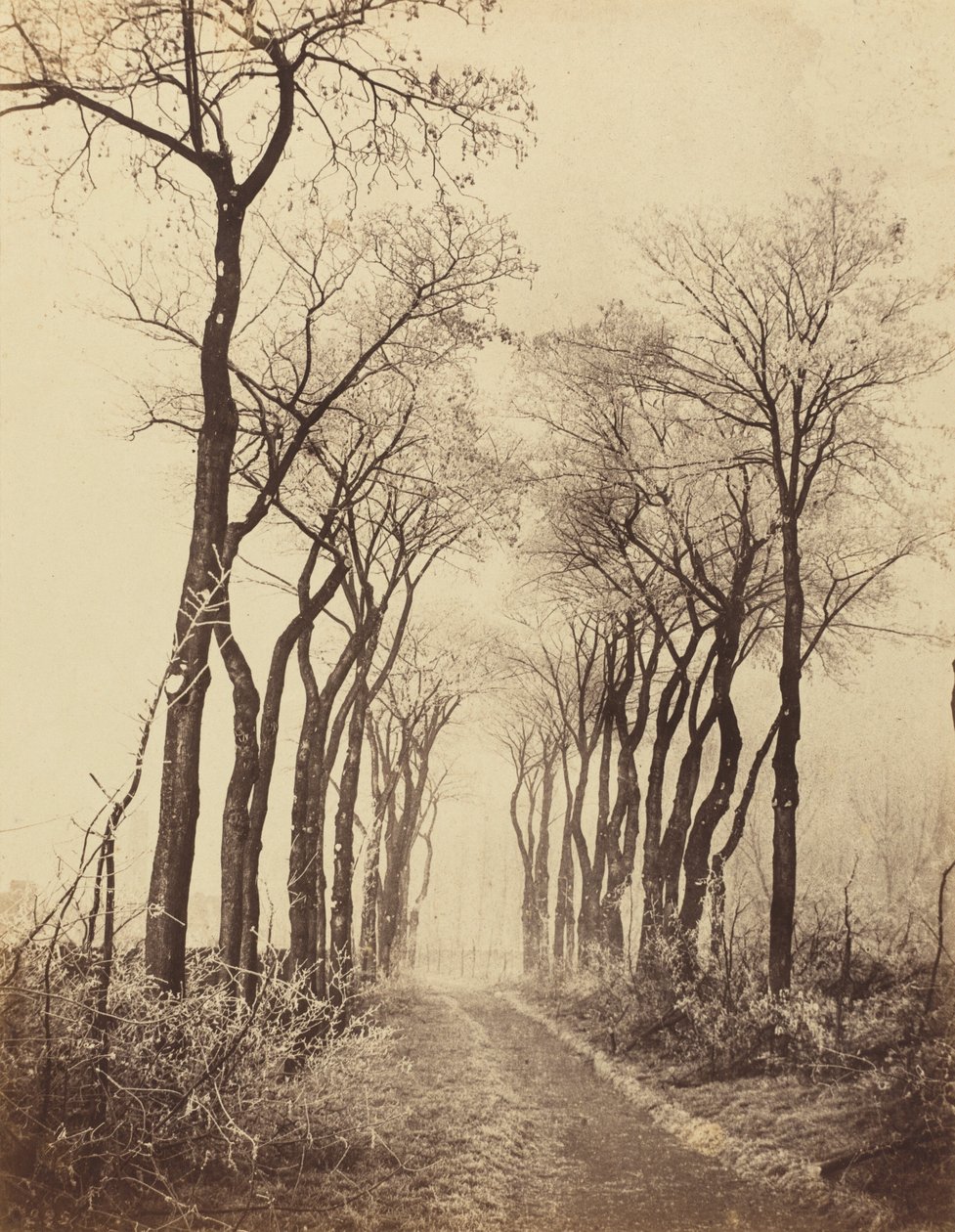 Vej og træer med rimfrost, 1860. af Eugène Cuvelier