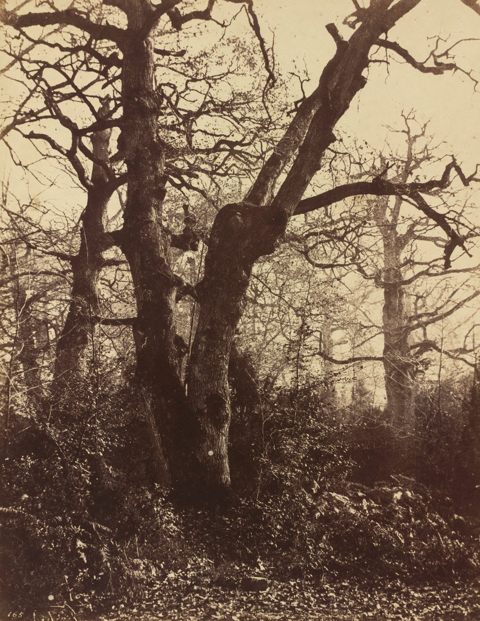 Træstudie, Fontainebleau,1860 (foto) af Eugène Cuvelier
