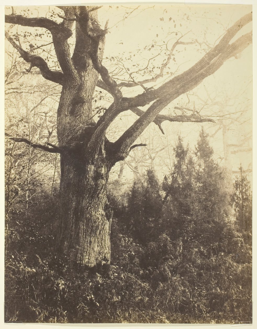 Uden titel [træ], ca. 1860. af Eugène Cuvelier