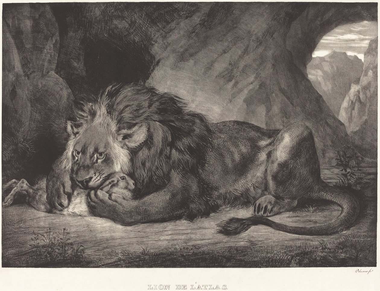 Løve af Atlasbjergene (Lion de l