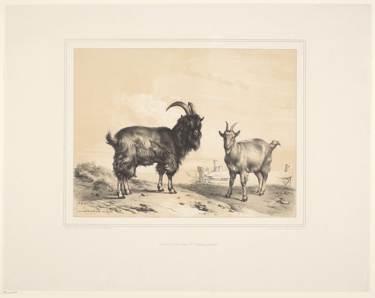 To geder Forskellige dyr (serietitel) Animal Studies (serietitel) af Eugène Verboeckhoven