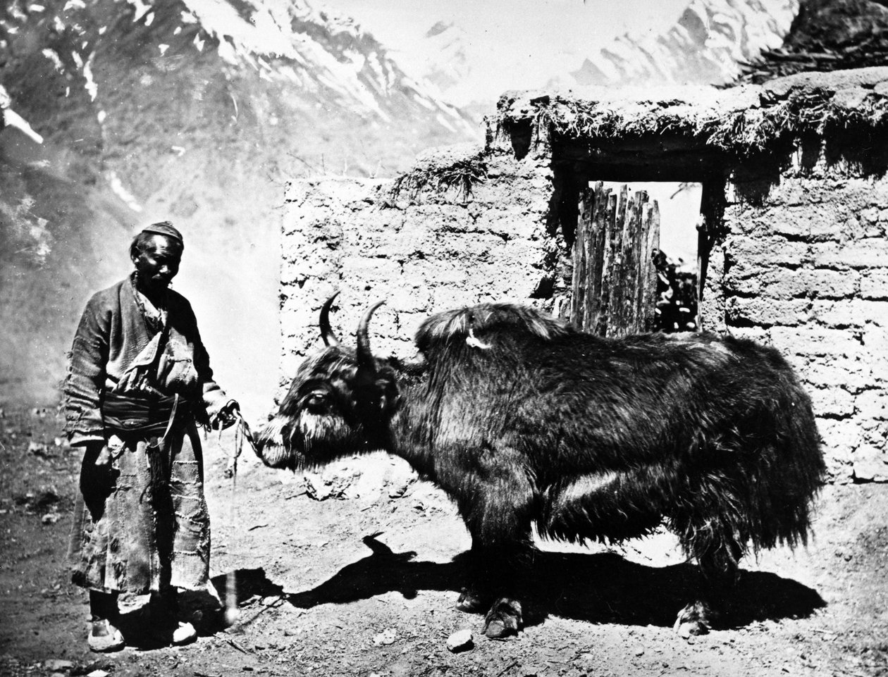 at pumpe yak, s. 1860-80 af European Photographer