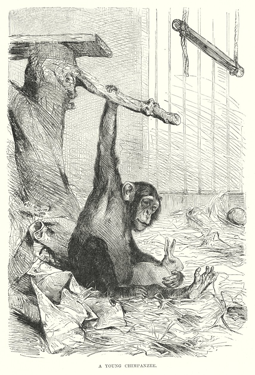 En ung chimpanse (kobberstik) af European School