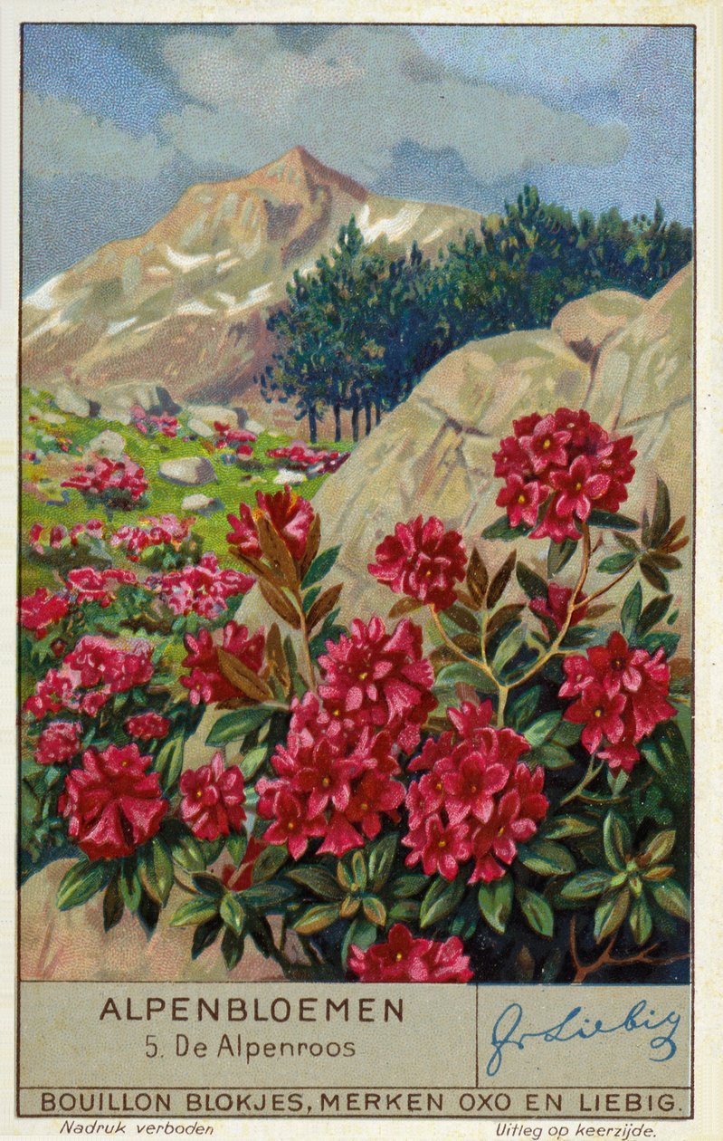 Alpenrose (Rhododendron ferrugineum) (chromolitho) af European School