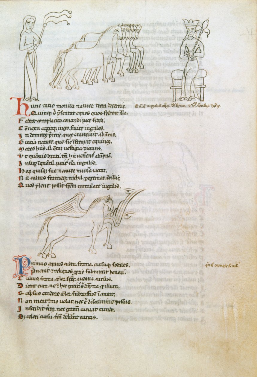 Bestiary: The Horse (blæk på vellum) af European School