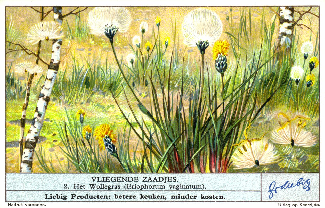 Bomuldsgræs (Eriophorum vaginatum) (chromolitho) af European School