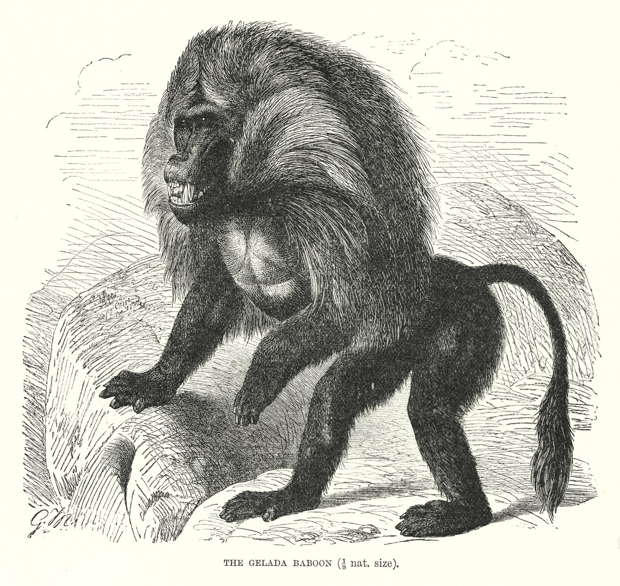 Gelada-bavian (gravering) af European School