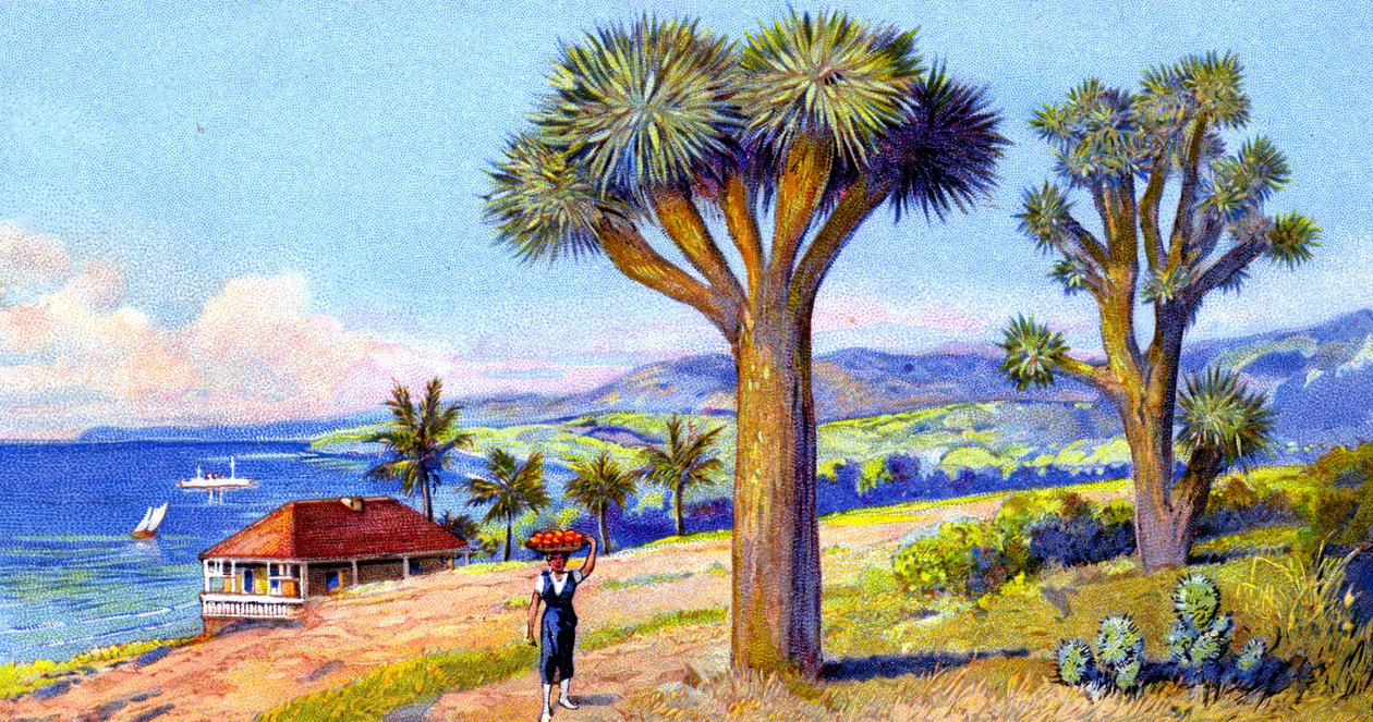 Joshua Trees, Californien af European School