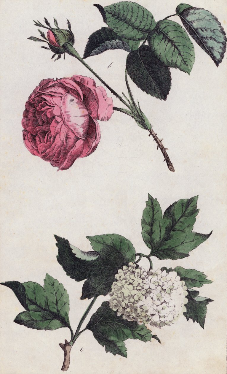 Lyserød rose og hvid hortensia (farvelitografi) af European School
