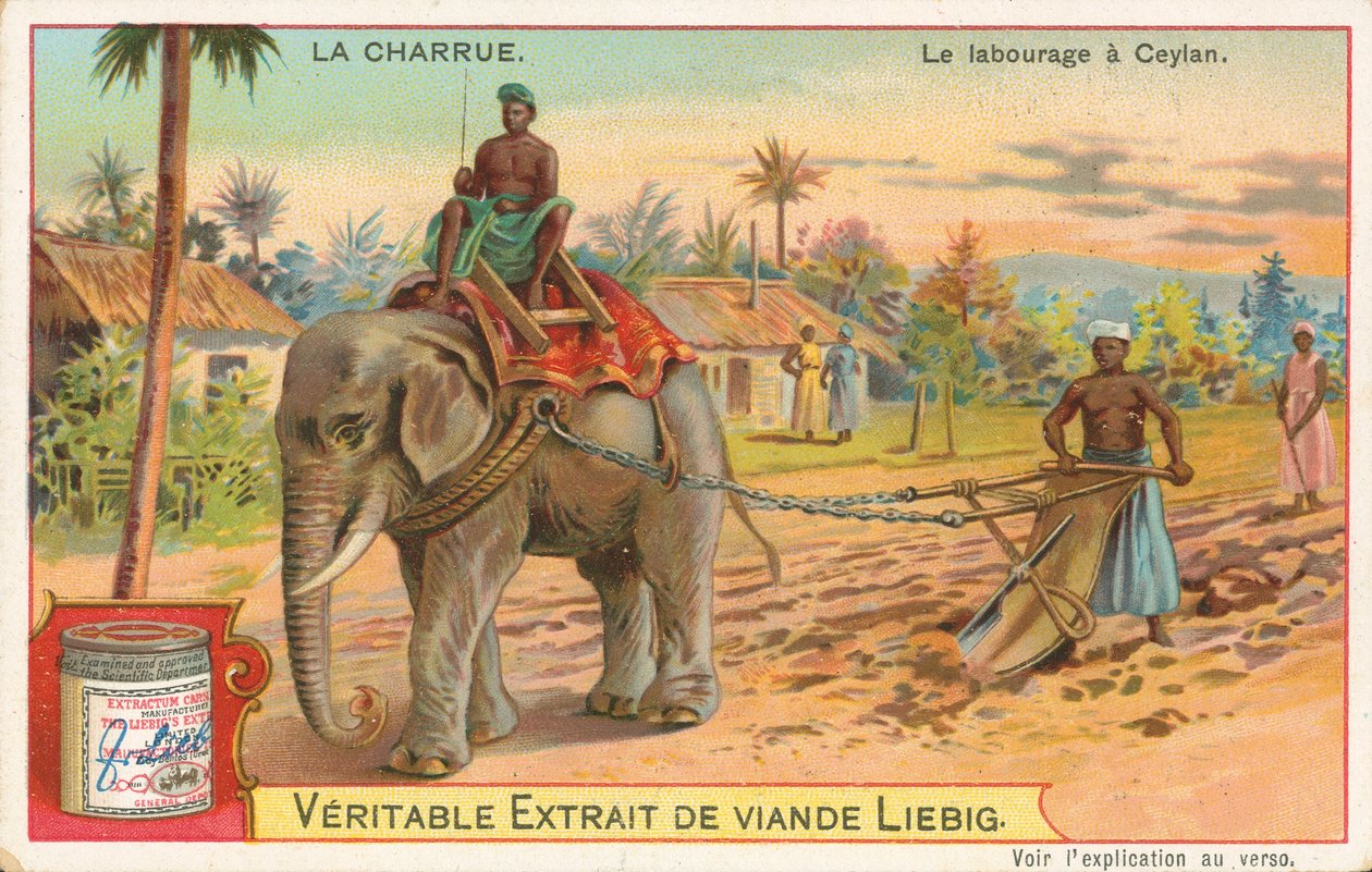 Pløjning med elefant, Ceylon, Liebig-kort, begyndelsen af det 20. århundrede (chromo) af European School