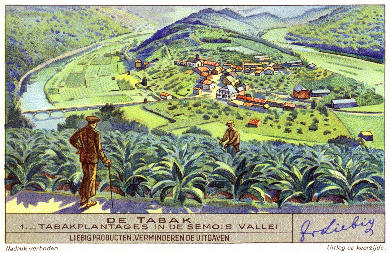 Tobaksplantage i Semois-dalen, Belgien (chromolitho) af European School
