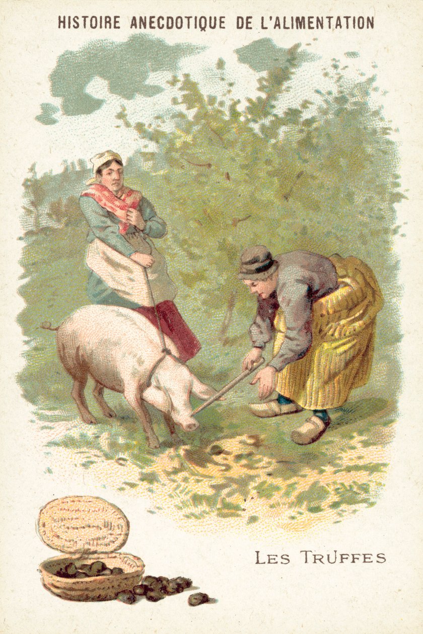 Trøfler (chromolitho) af European School