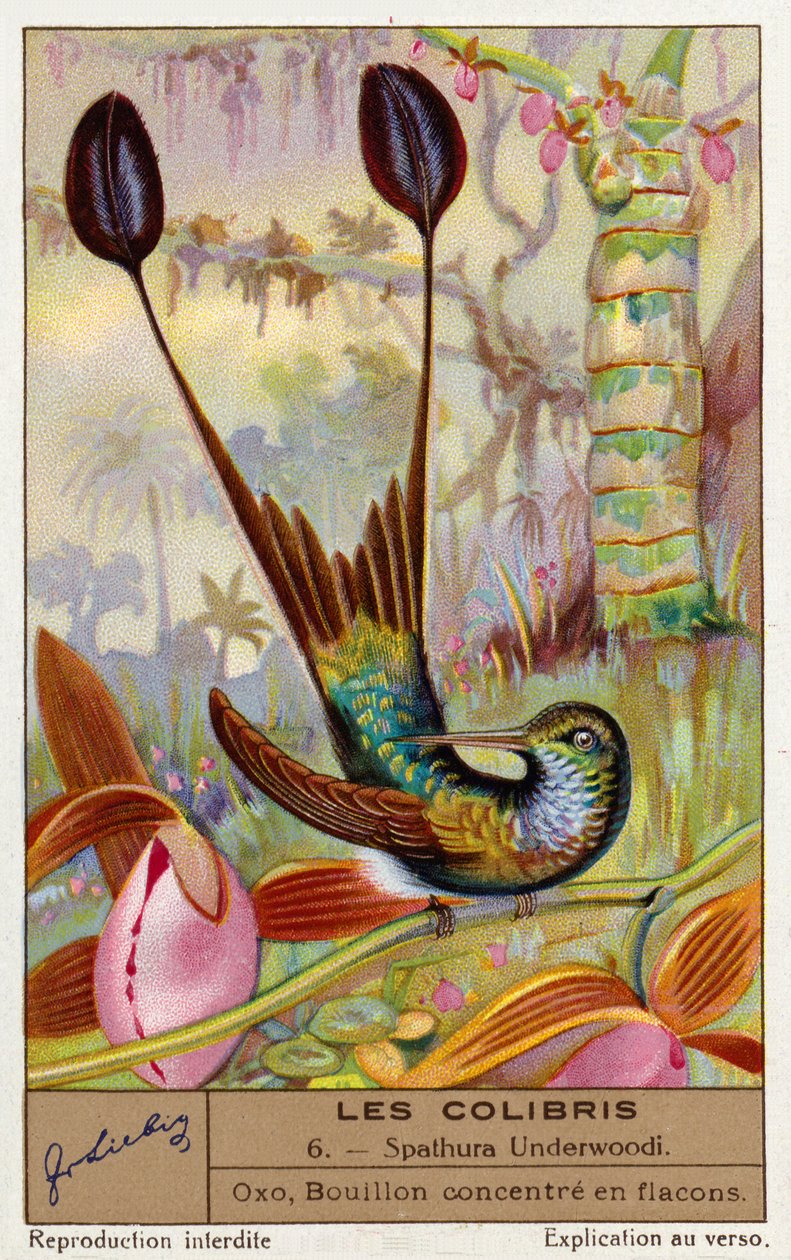 Hvidfodet ketsjerhale (Spathura Underwoodii) (chromolitho) af European School