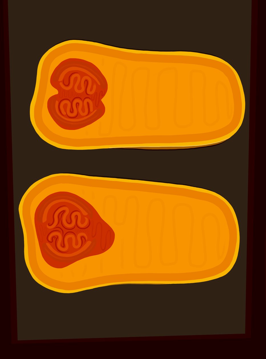 Butternut Squash (digital kunst) af Evan Sklar