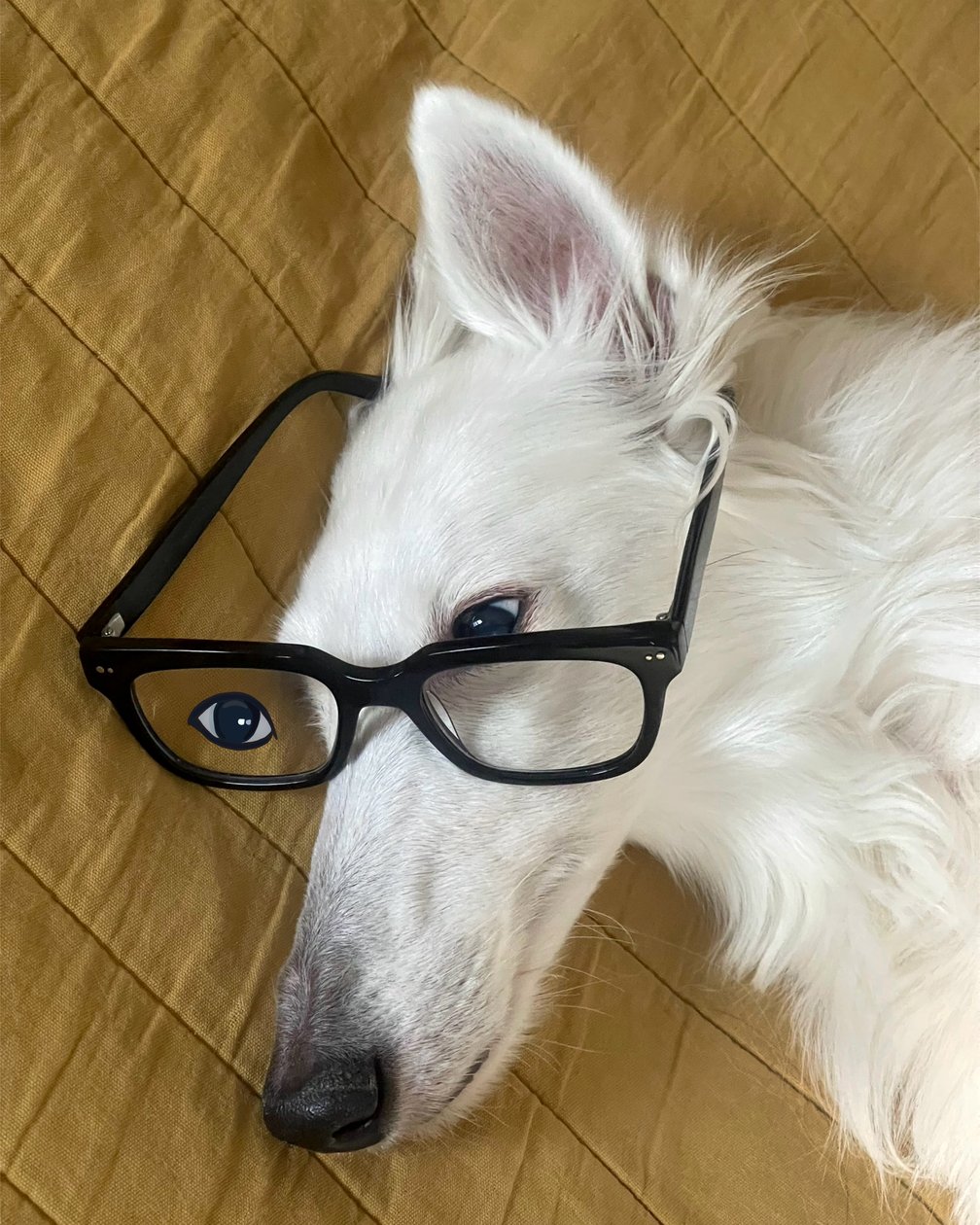 Hund i seng med briller på (digital kunst) af Evan Sklar