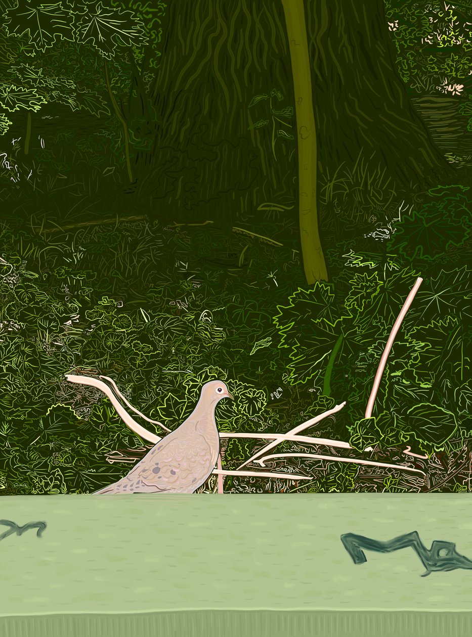 Sørgende due på væg i Prospect Park, ca. 2020-24 (digital kunst) af Evan Sklar