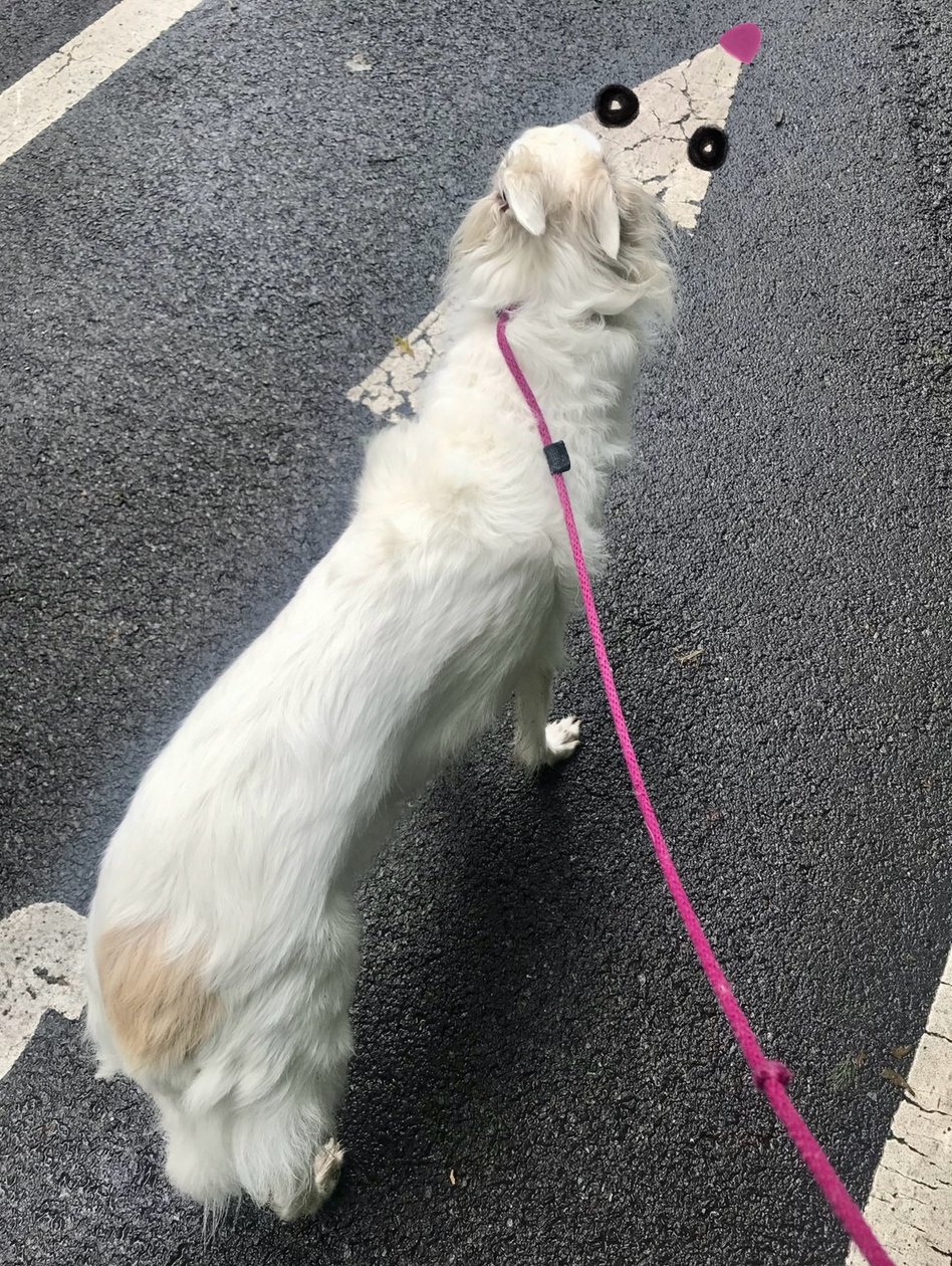 Walking Penny, 2025 (digital kunst) af Evan Sklar