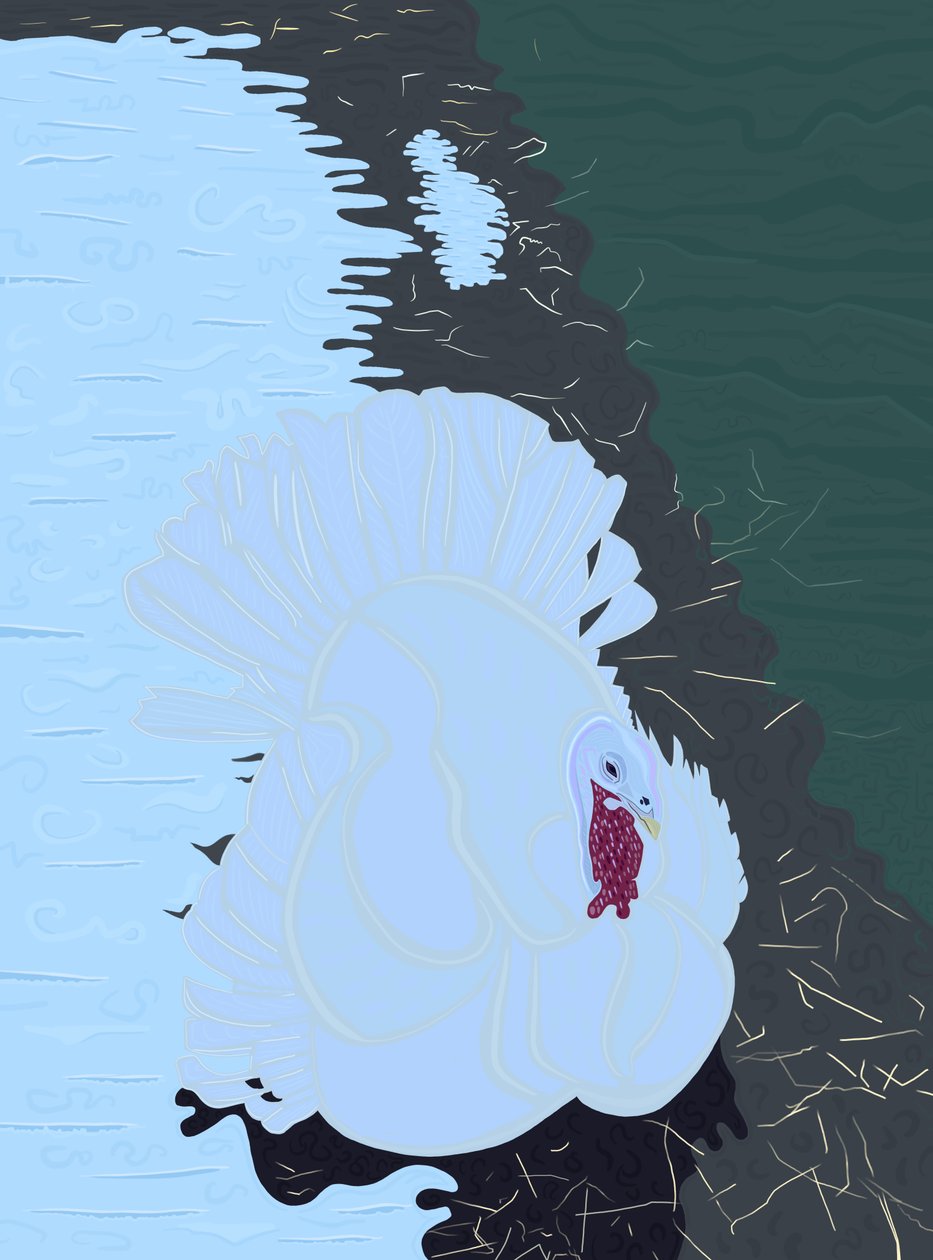 Hvid kalkun i sne på gård. (digital kunst) af Evan Sklar