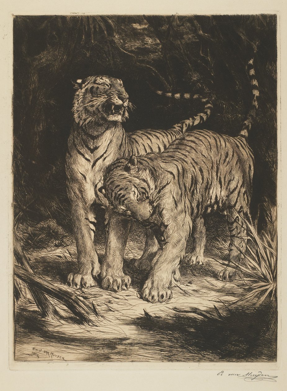 To Tigre af Evert van Muyden