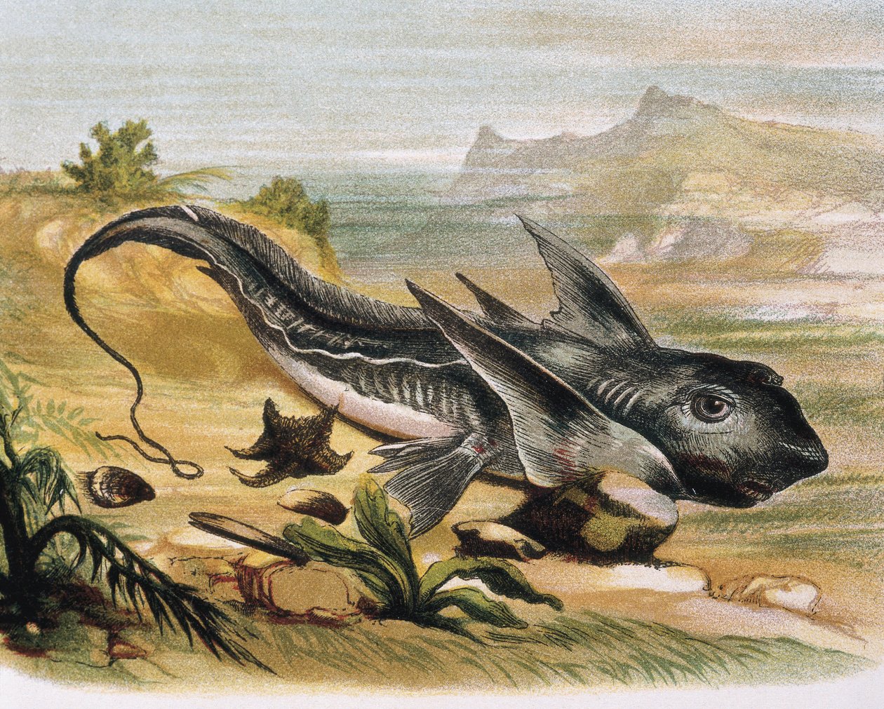 Chimaera (Chimaera arctica) Gravering efter en tegning af F. Padro. Gravering af F. (after) Padro