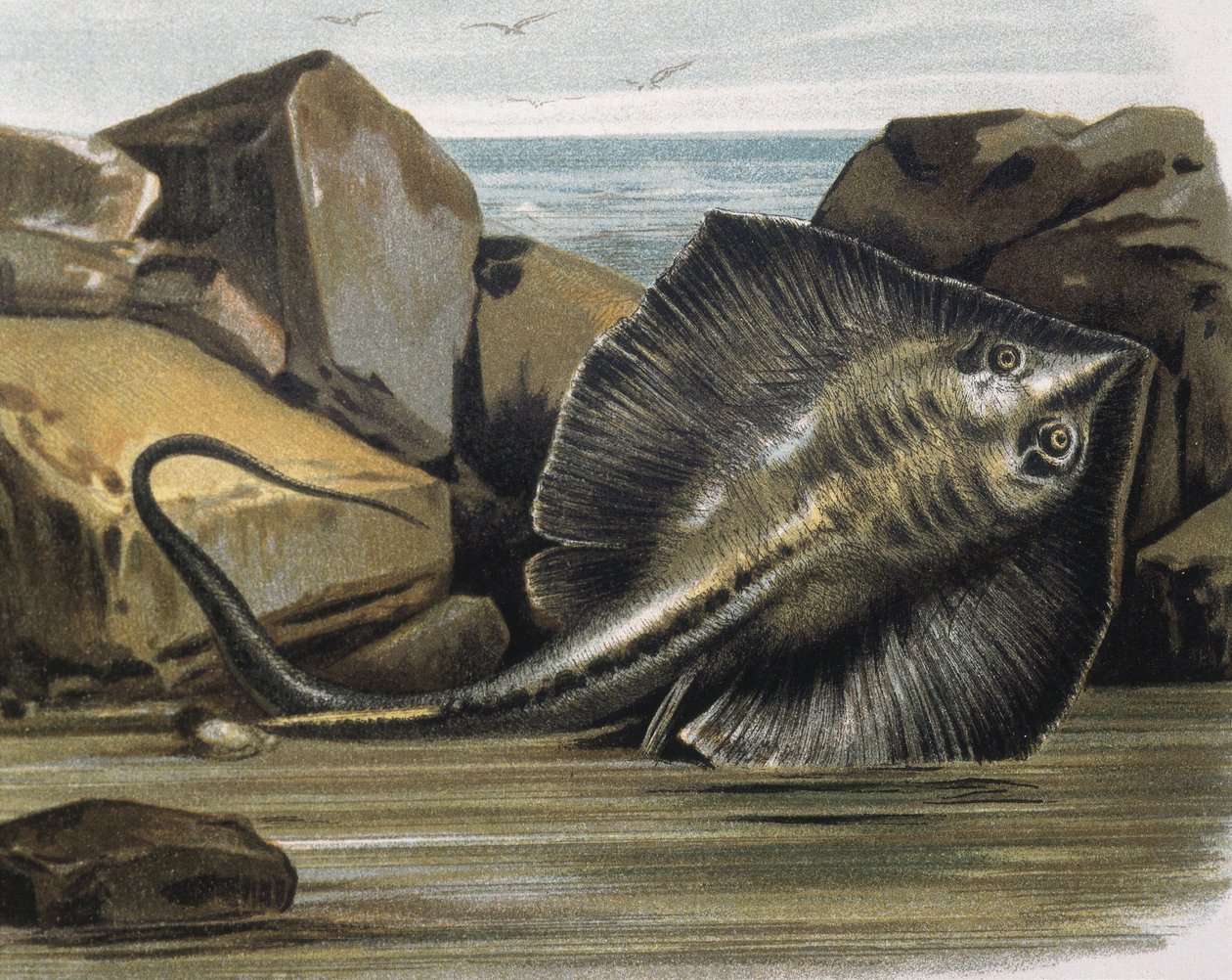 Almindelig rokke (Trygon pastinaca). af F. (after) Padro