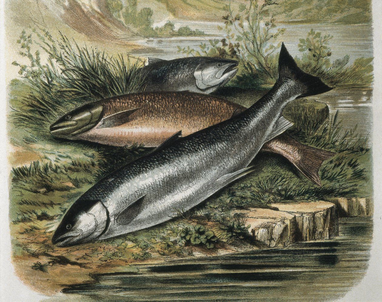 Salmons. Gravering efter tegning af F. Padro. Gravering af F. (after) Padro