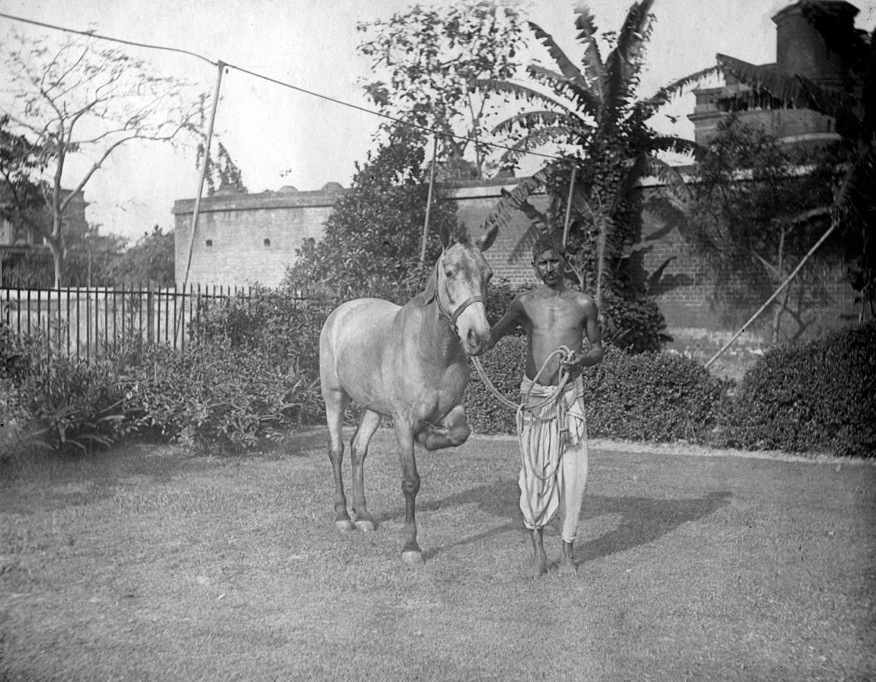 Mand med hest, Alipore, Indien, 1905-1906 af F. L. Peters