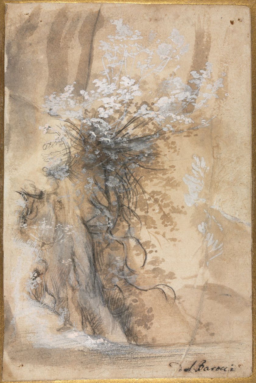 Blomstrende busk over en eroderet bred, 1565-1570. af Federico Barocci