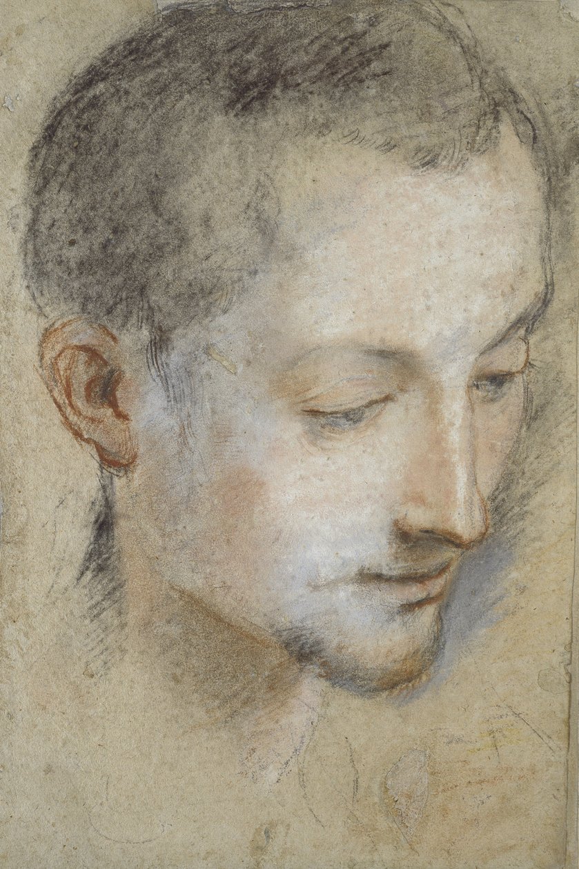 Studie af en ung mands hoved (sort, rød og pink kridt på gråligt papir) af Federico Barocci
