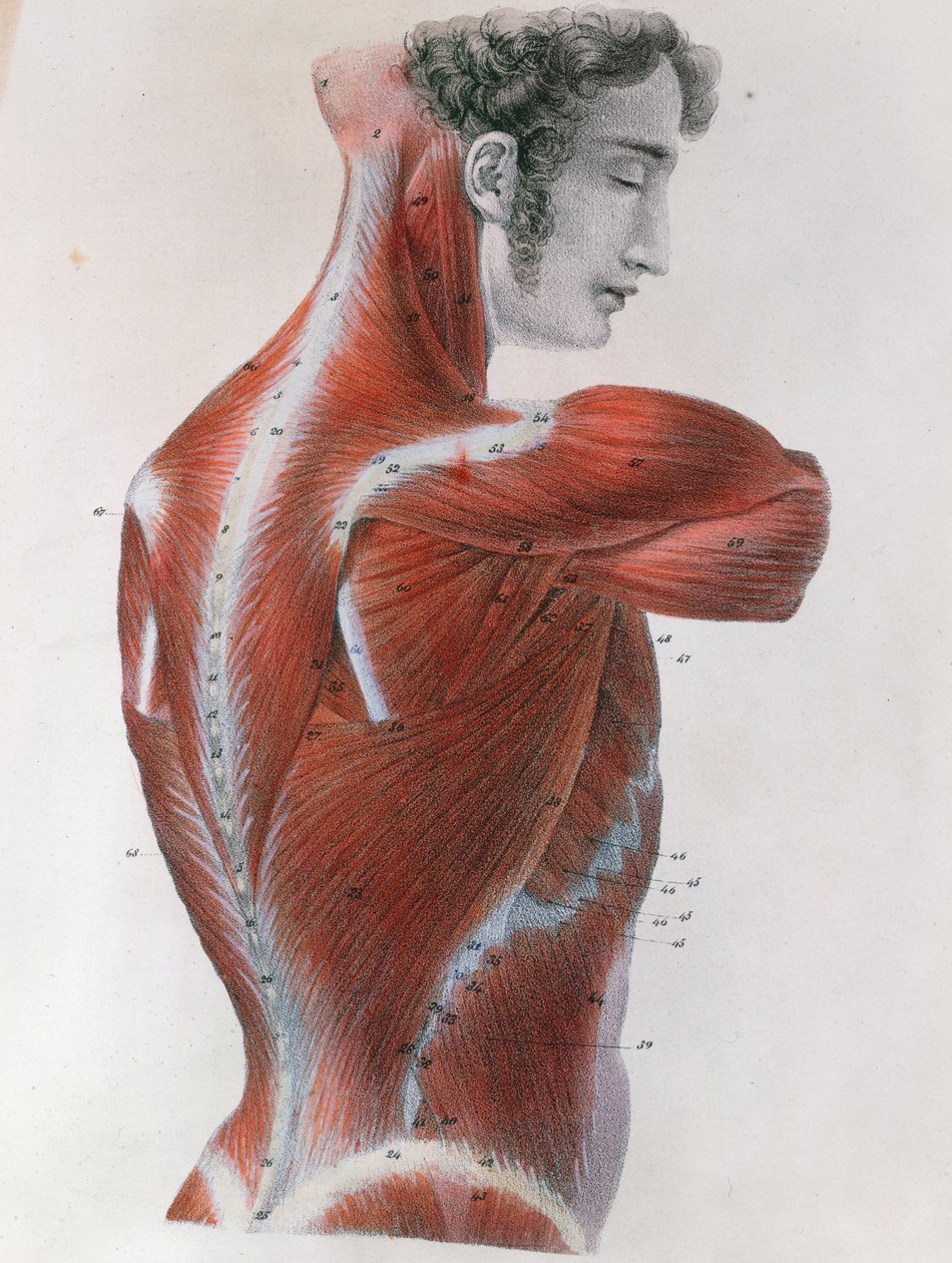 Afflettet torso, fra 