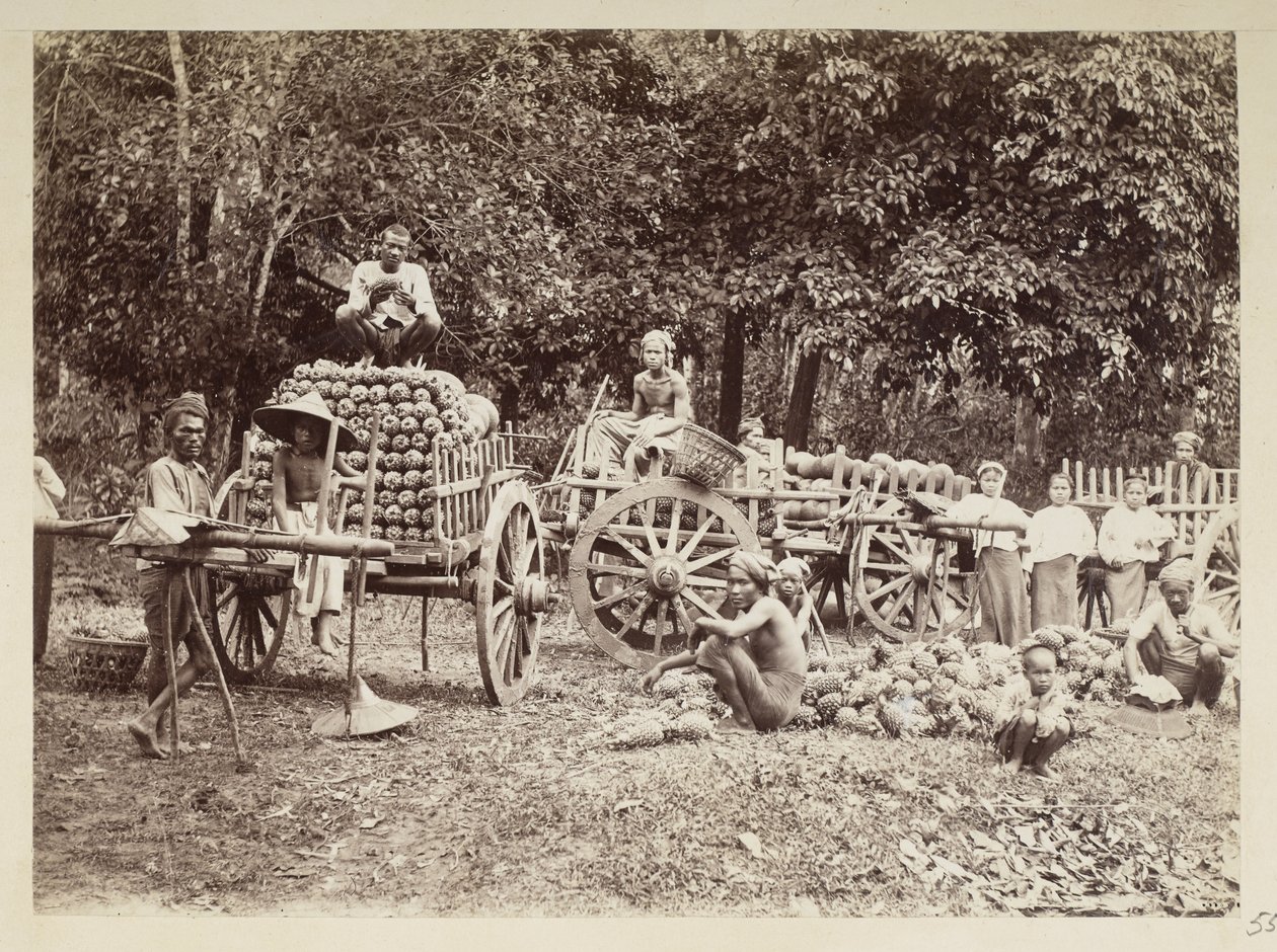 Læsning af høstede ananas på vogne, Burma, Elgin Collection: 