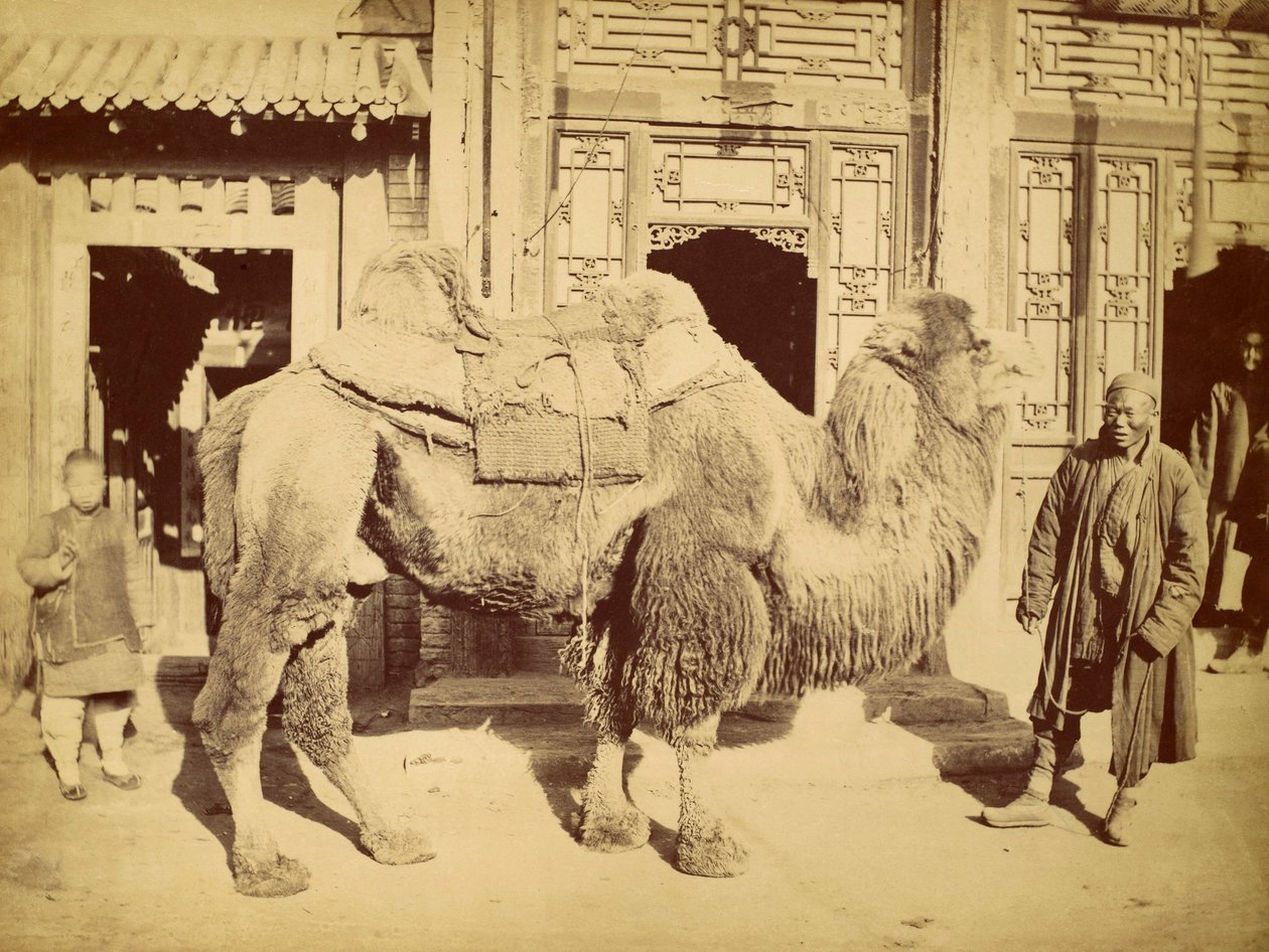 Bactrian Camel with Handler, ca. 1860 (fotogravure) af Felice Beato