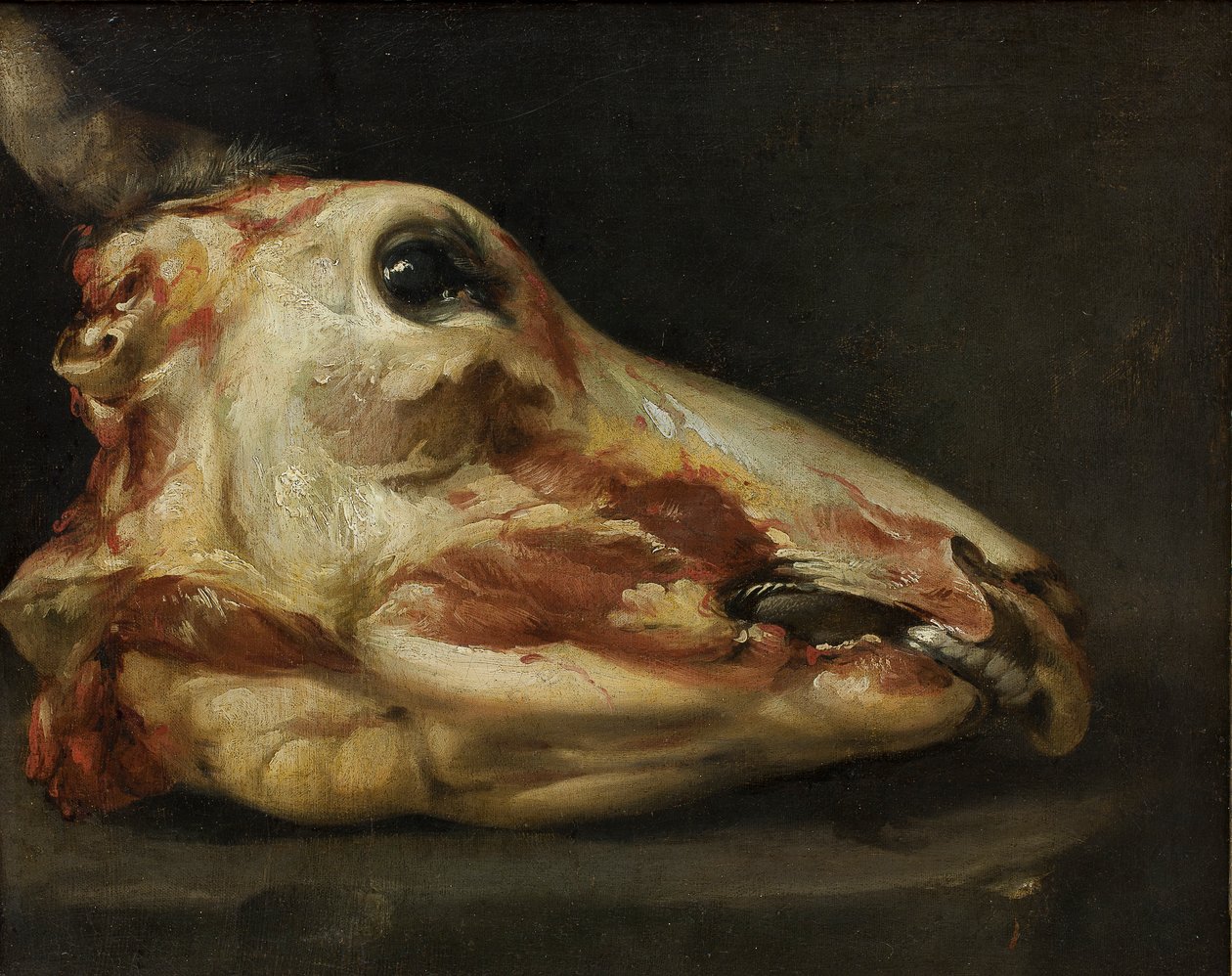 Skinned Head of a Young Bull, ca. 1690 (olie på lærred) af Felice Boselli